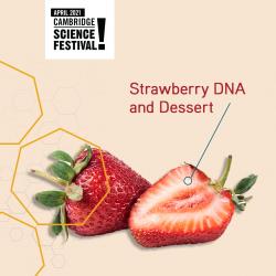 The image for Little Chefs Lab: Strawberry DNA and Dessert